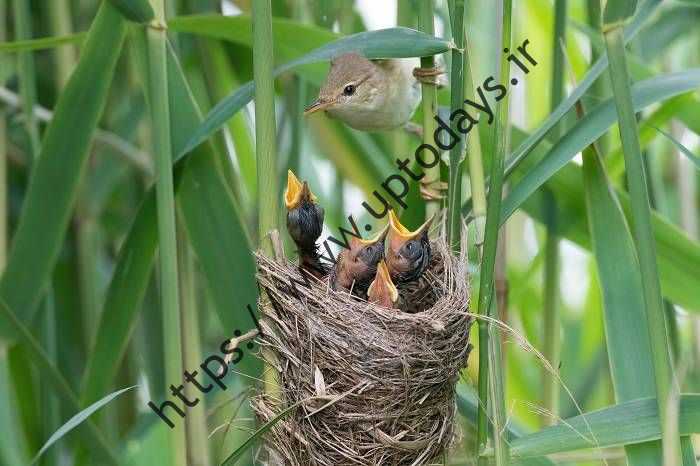 سسک نیزار اوراسیایی / Eurasian reed warbler 